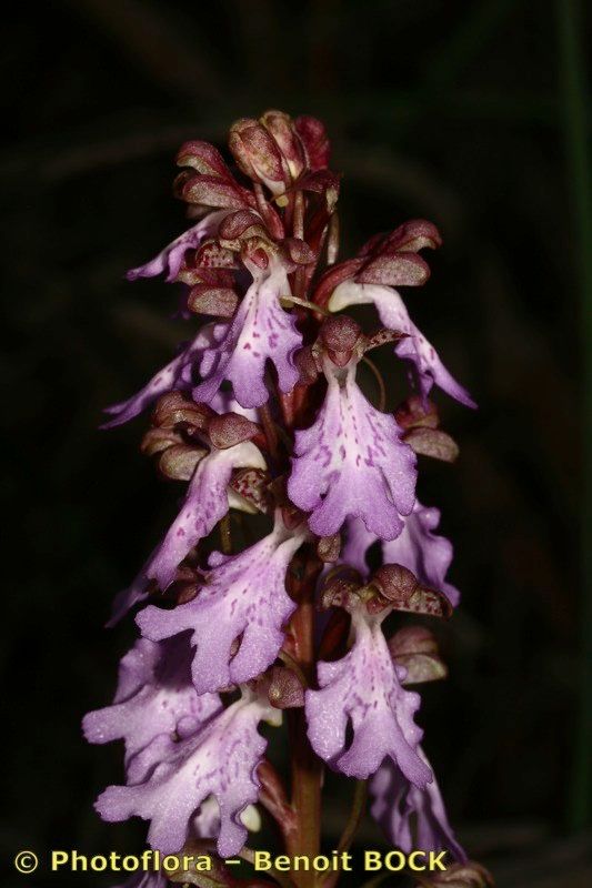Himantoglossum metlesicsianum flower