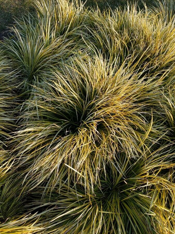 Carex × abitibiana habit