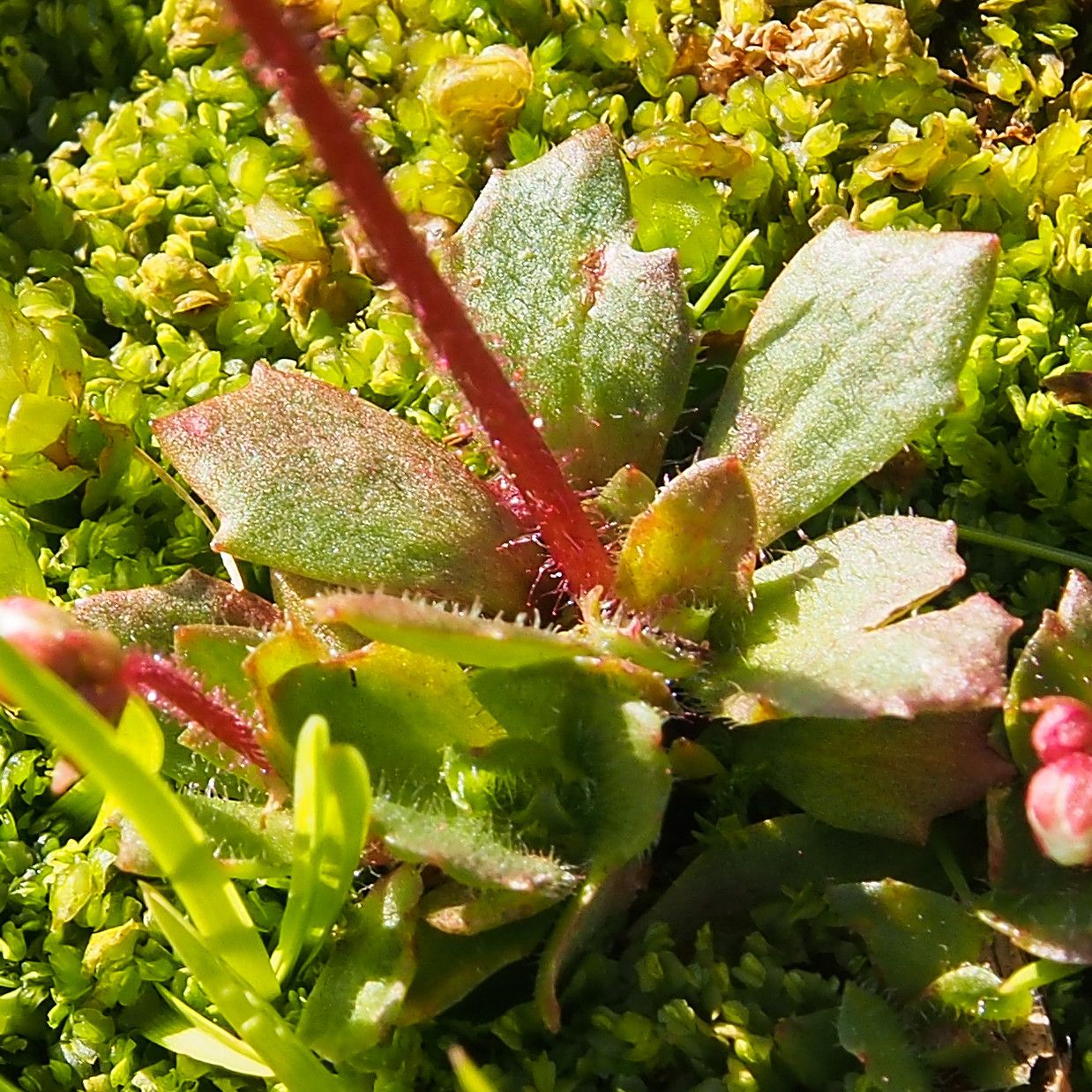 Saxifraga stellaris — search result for 'Saxifraga'