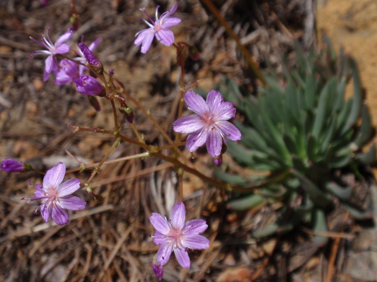 Lewisia leeana habit