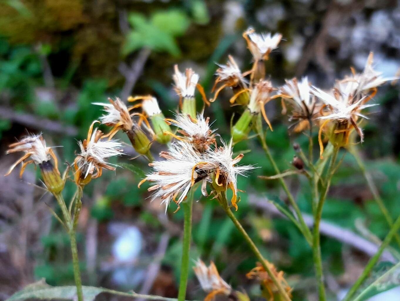Senecio cacaliaster fruit