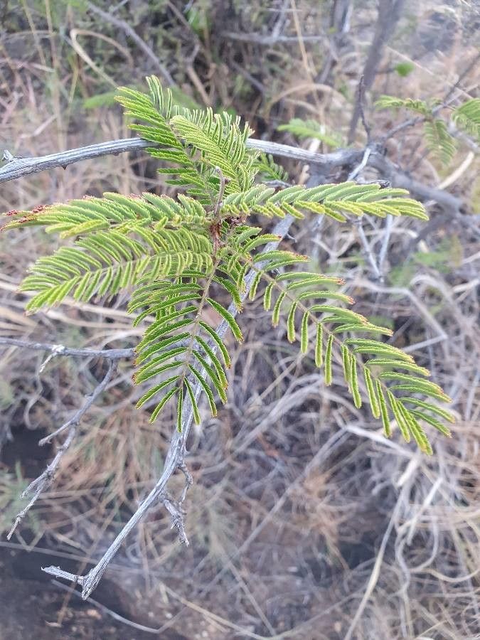Acacia brevispica — search result for 'Mimosa'