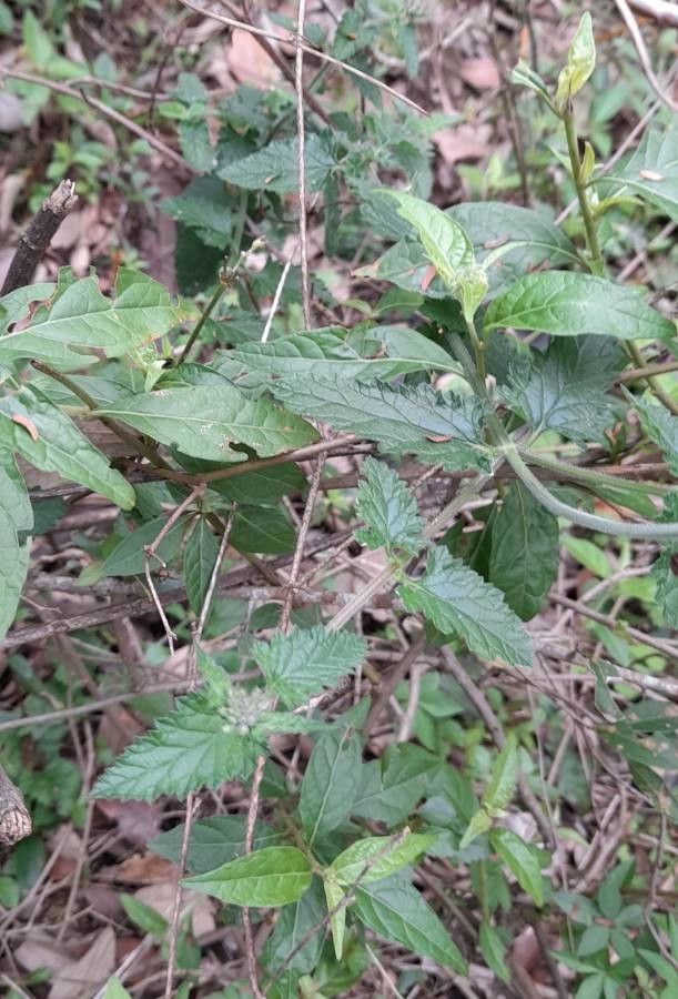 Glandularia tweedieana — search result for 'Glandularia'