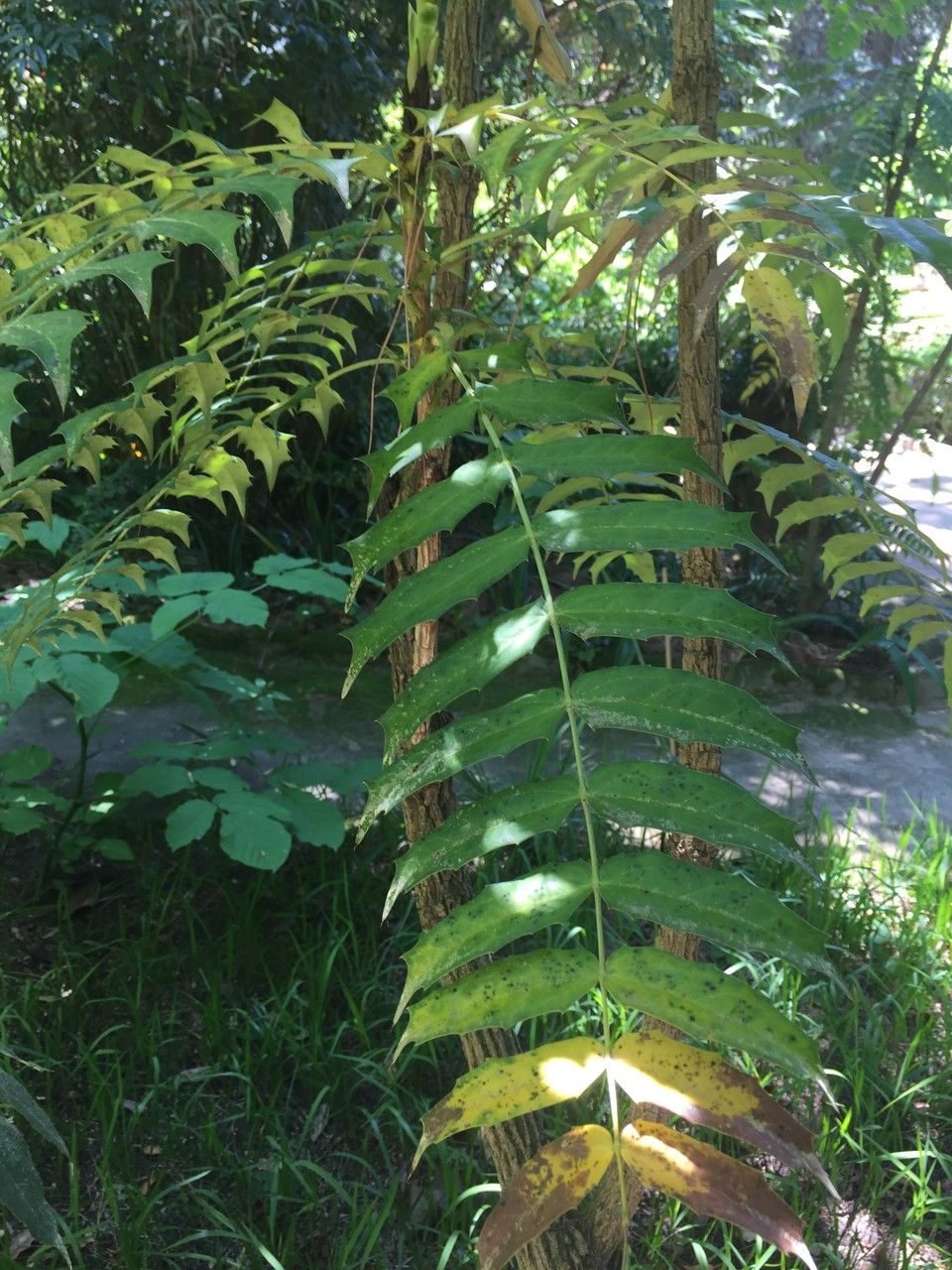 Berberis lomariifolia other