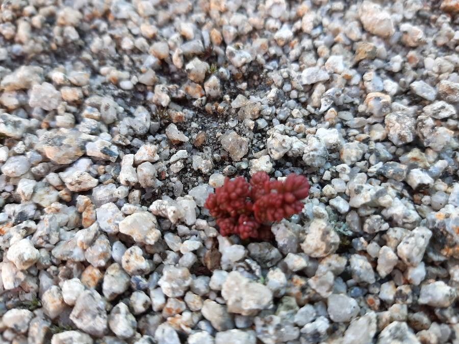 Sedum candolleanum leaf