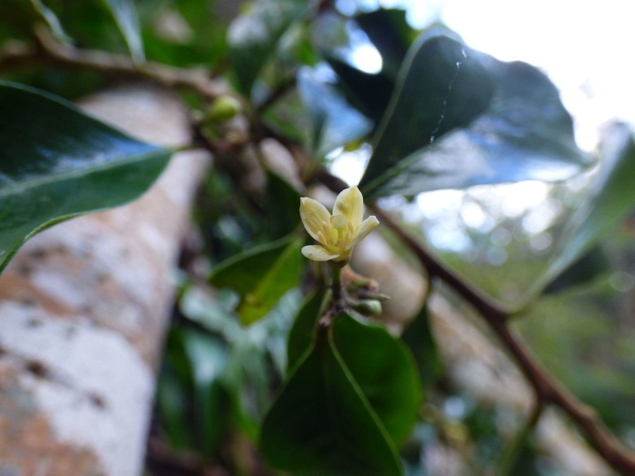 Turraea thouarsiana flower
