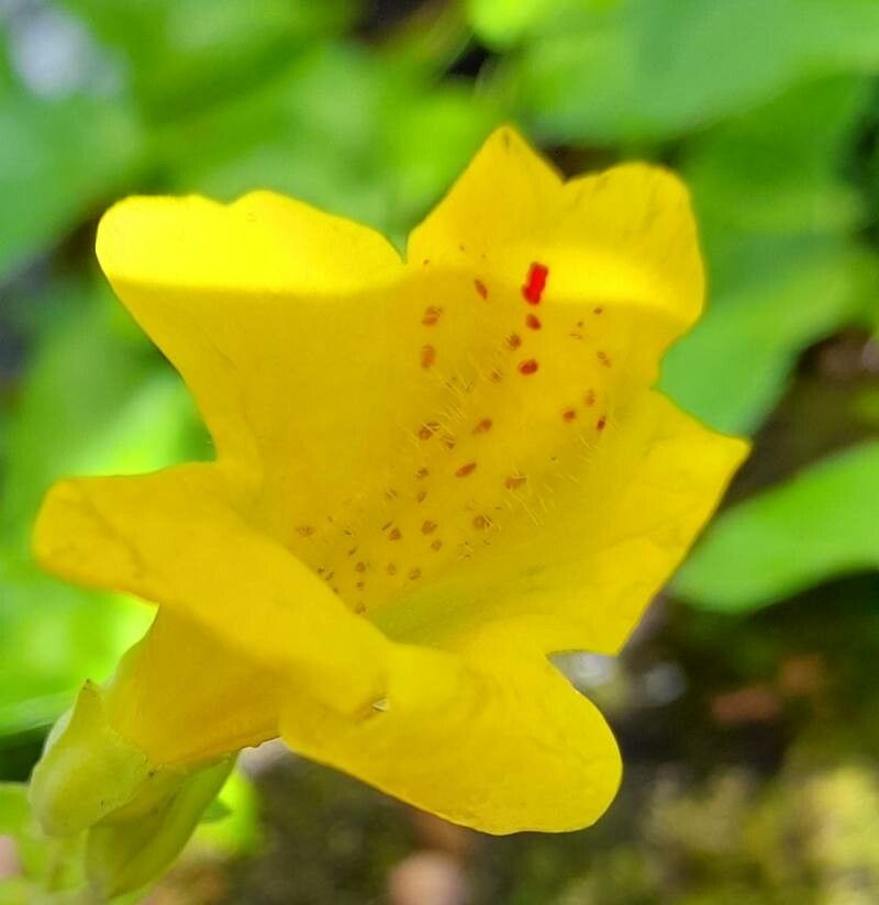 Mimulus luteus flower