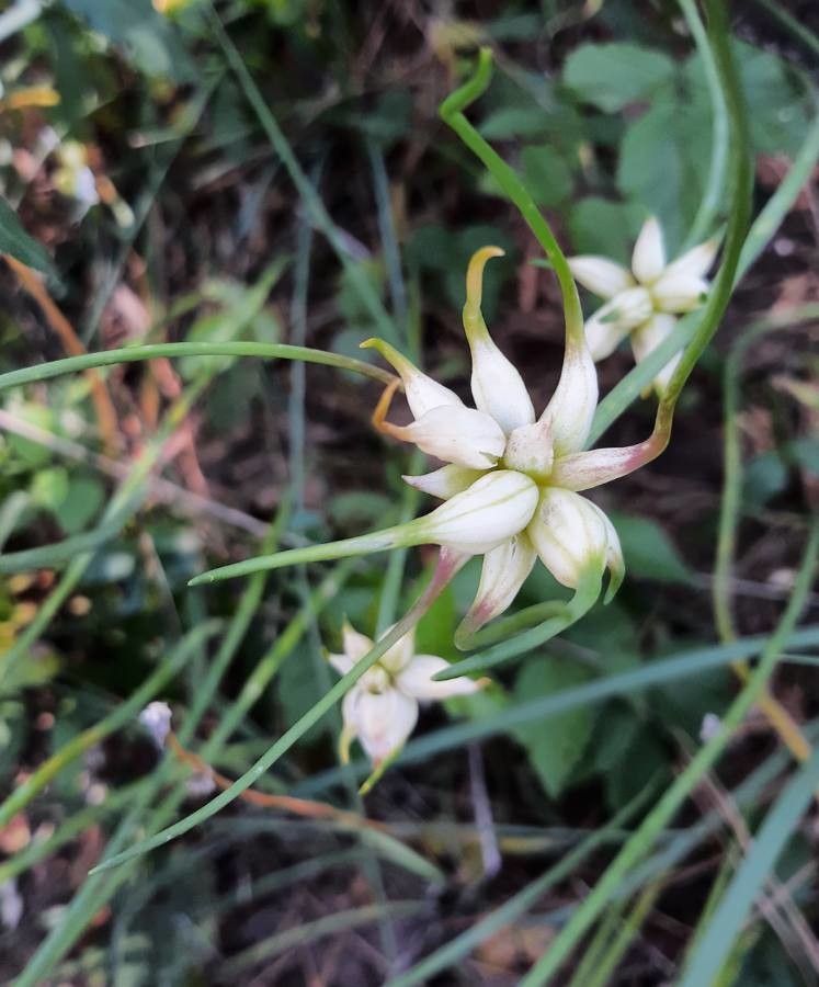 Allium canadense fruit