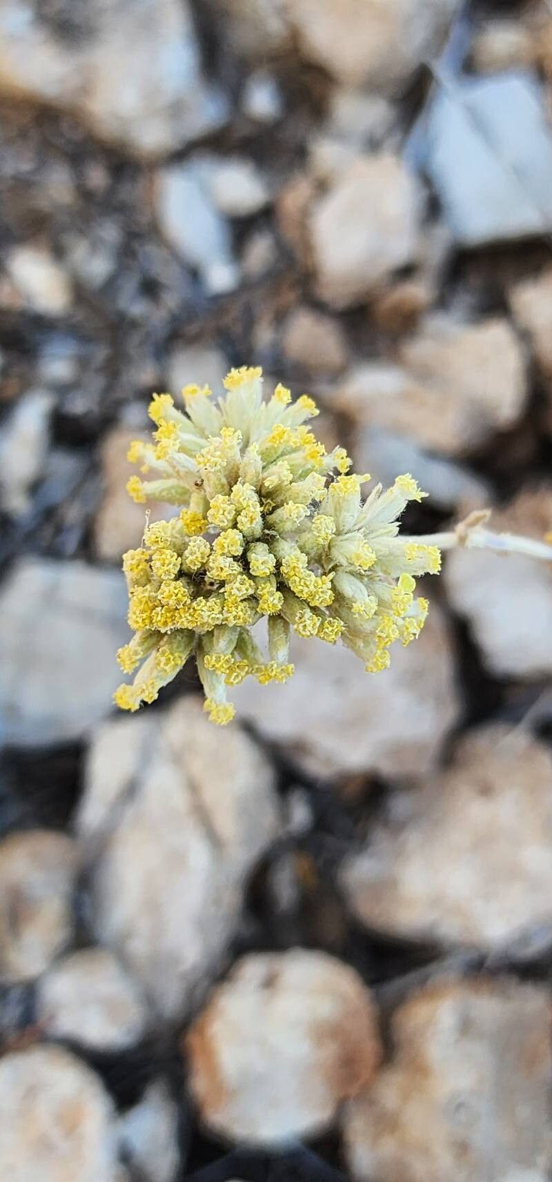 Achillea eriophora fruit