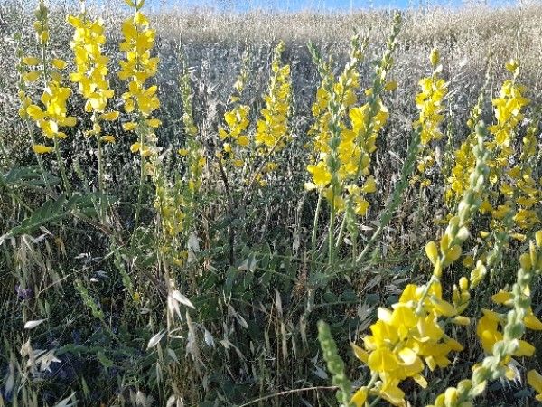 Onobrychis galegifolia — search result for 'Onobrychis'