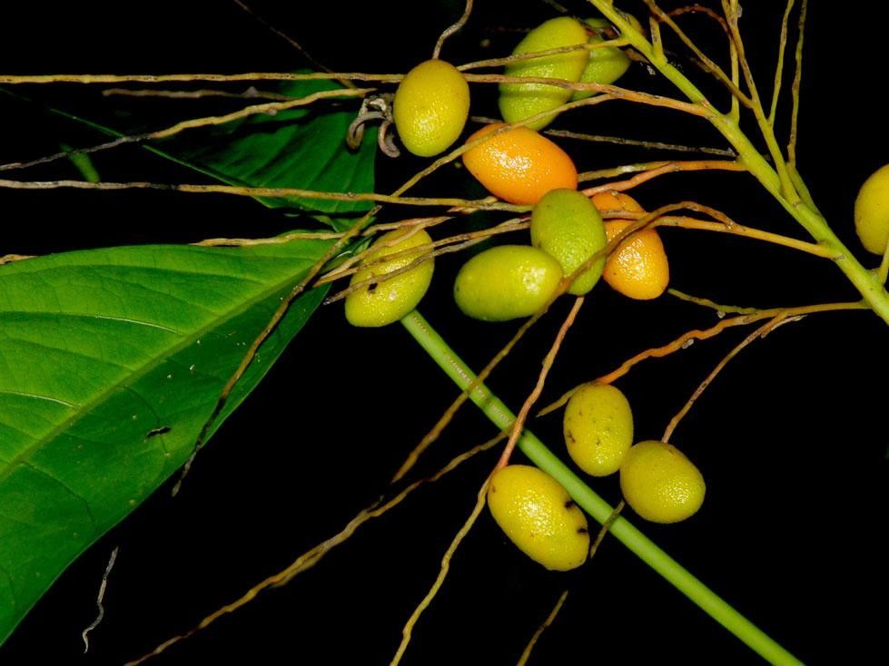 Synechanthus fibrosus fruit