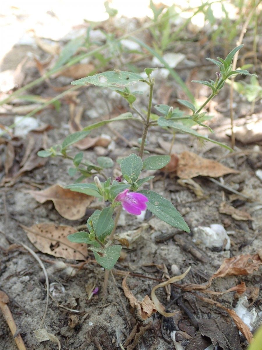Justicia ladanoides habit