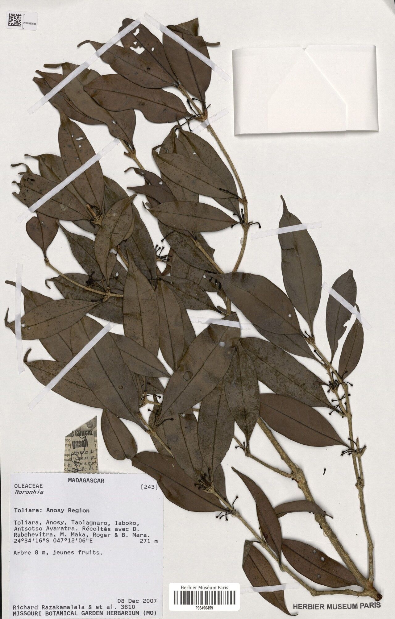 Noronhia schatzii — houseplant care guide