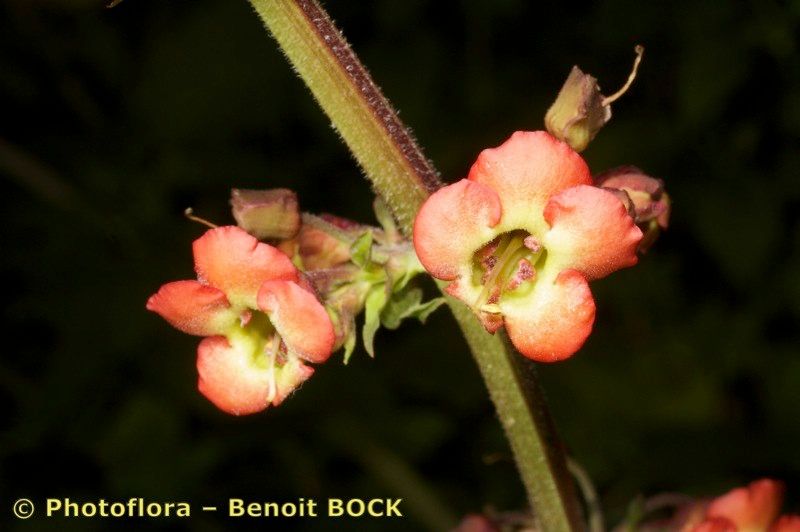 Scrophularia calliantha fruit