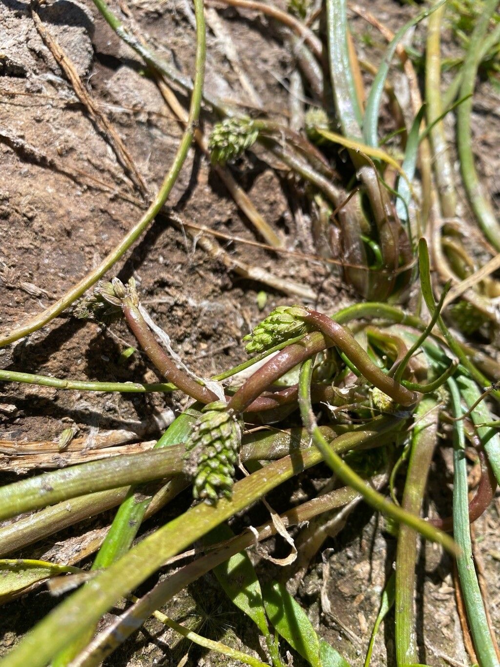 Triglochin scilloides — houseplant care guide