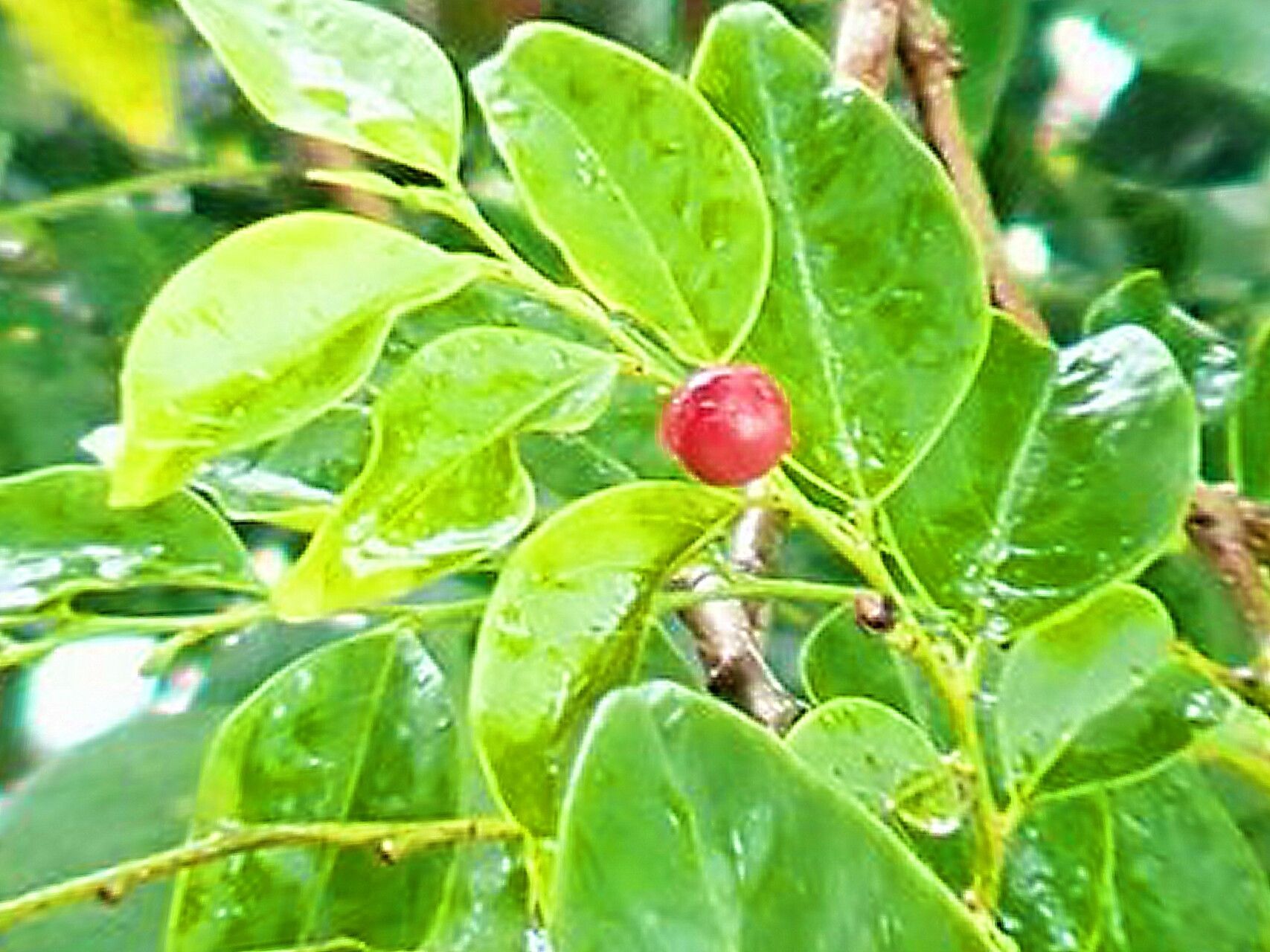 Breynia cernua — related species from the same genus