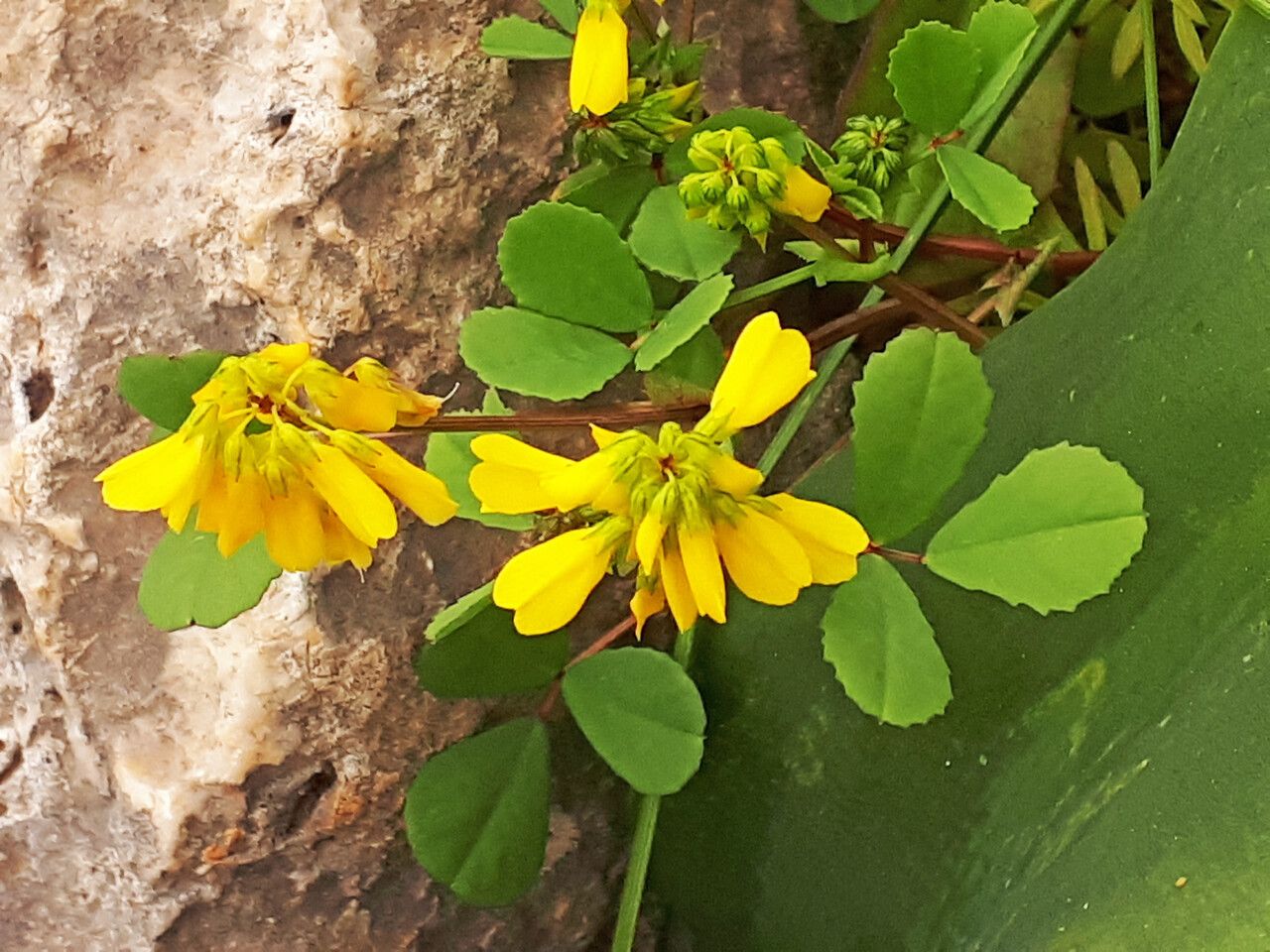 Trigonella graeca flower