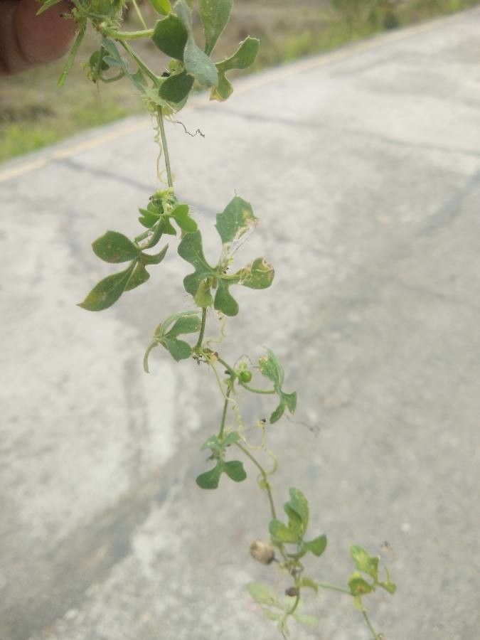 Ctenolepis garcini — search result for 'Cucurbitaceae'