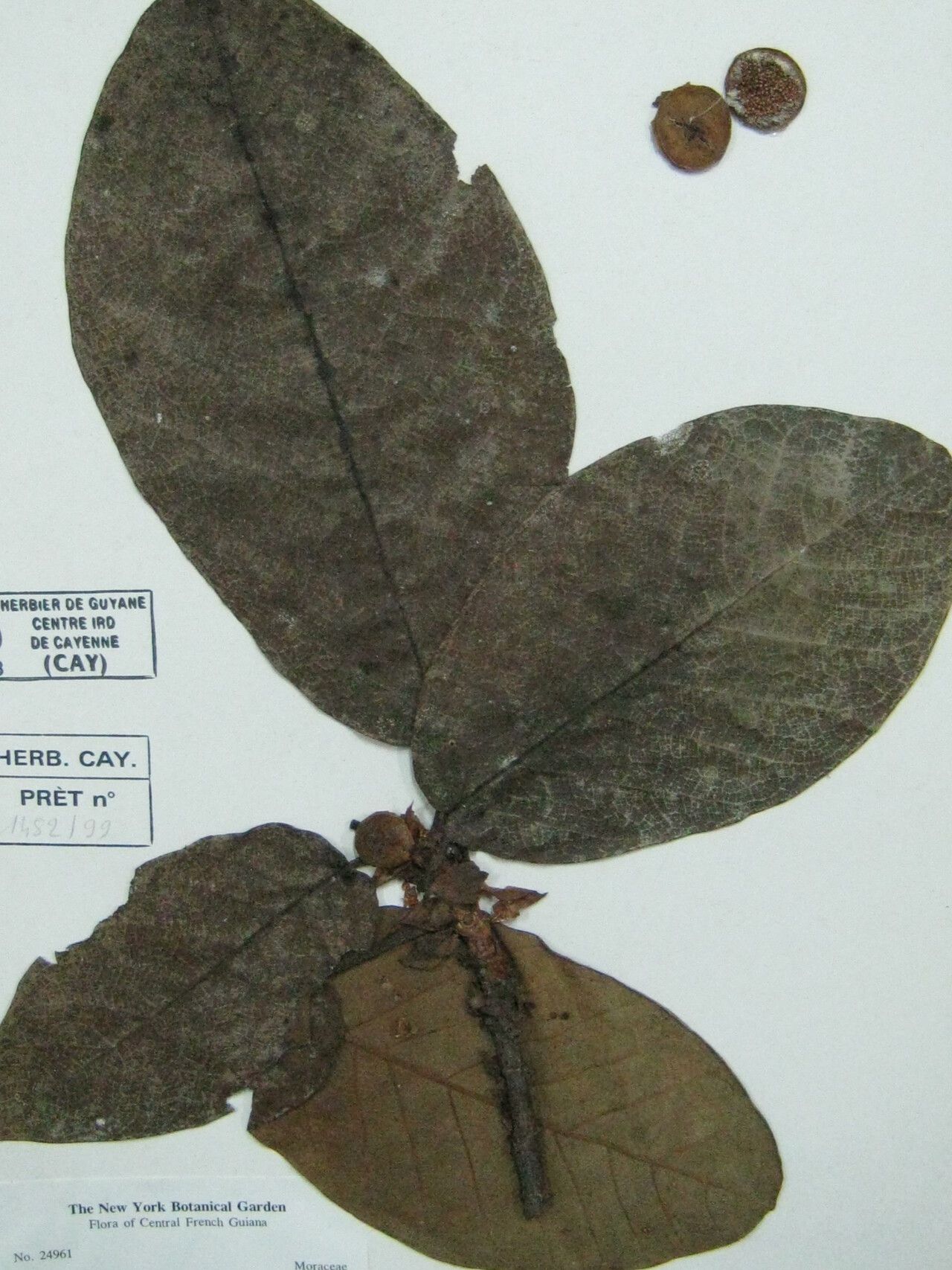 Ficus duckeana other