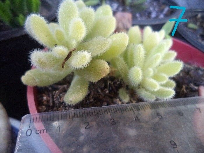 Sedum hintonii — houseplant care guide