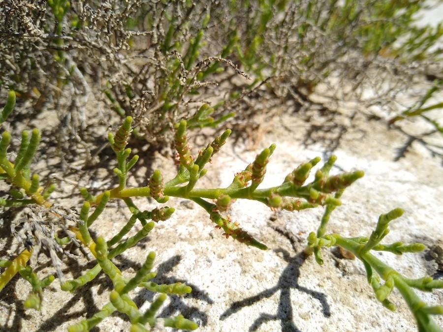 Salicornia subterminalis flower