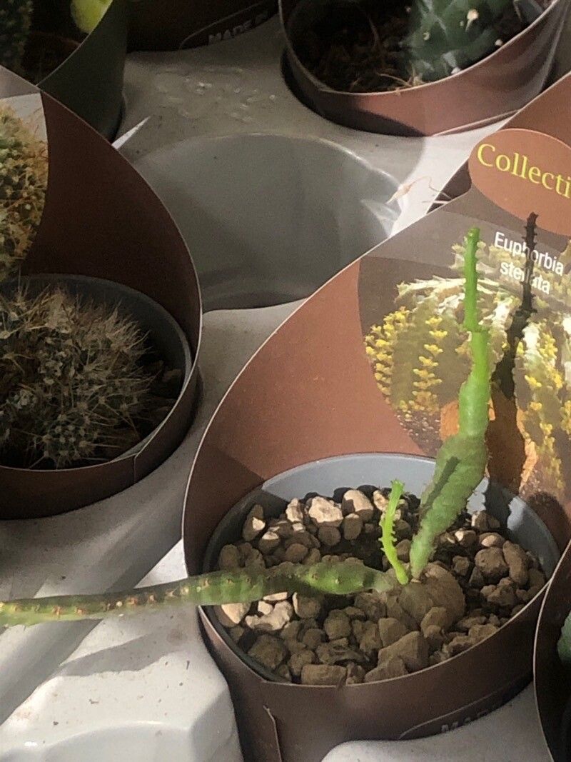 Euphorbia stellata — search result for 'Eastern South Africa'