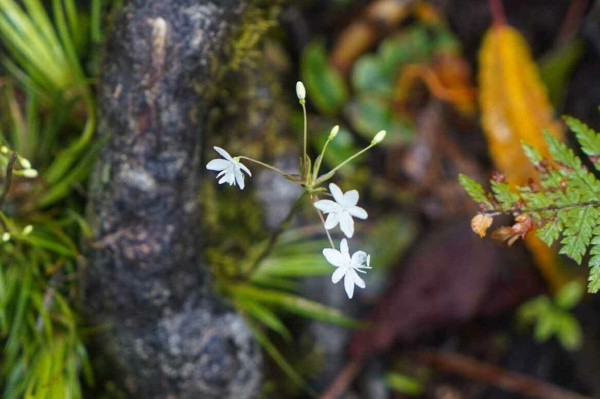 Libertia micrantha — related species from the same genus