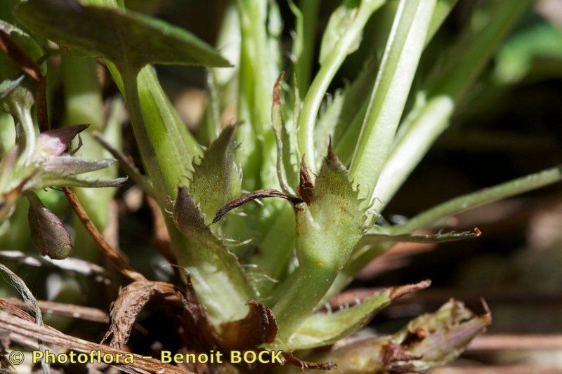 Viola pseudomirabilis fruit