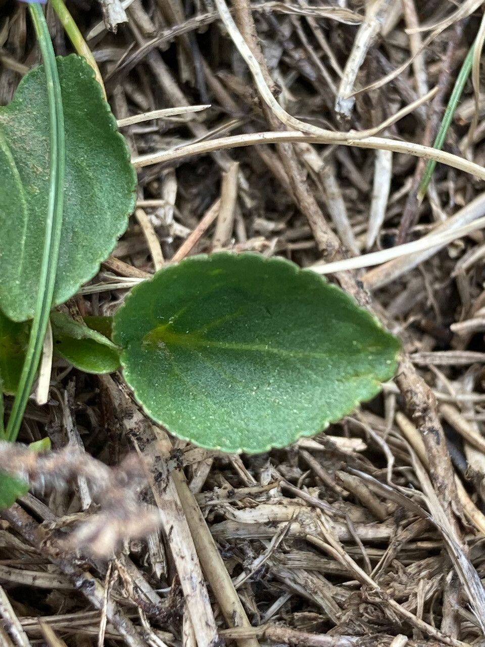 Viola pyrenaica leaf
