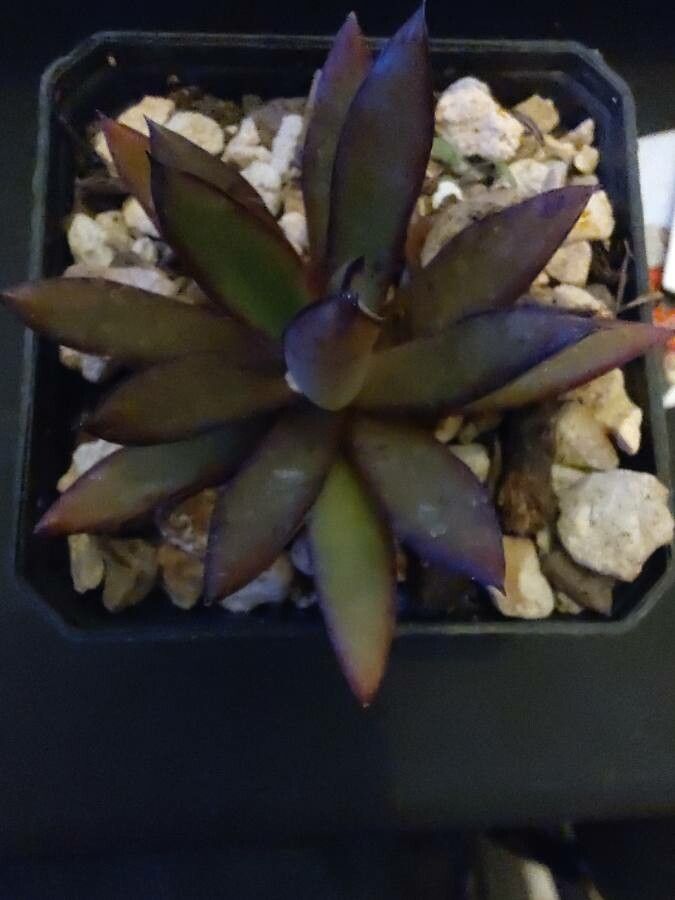Echeveria walpoleana leaf