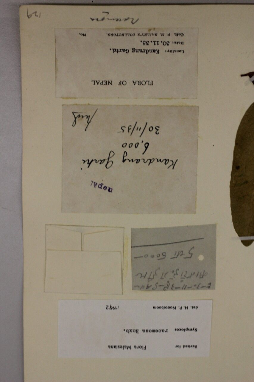 Symplocos racemosa — houseplant care guide