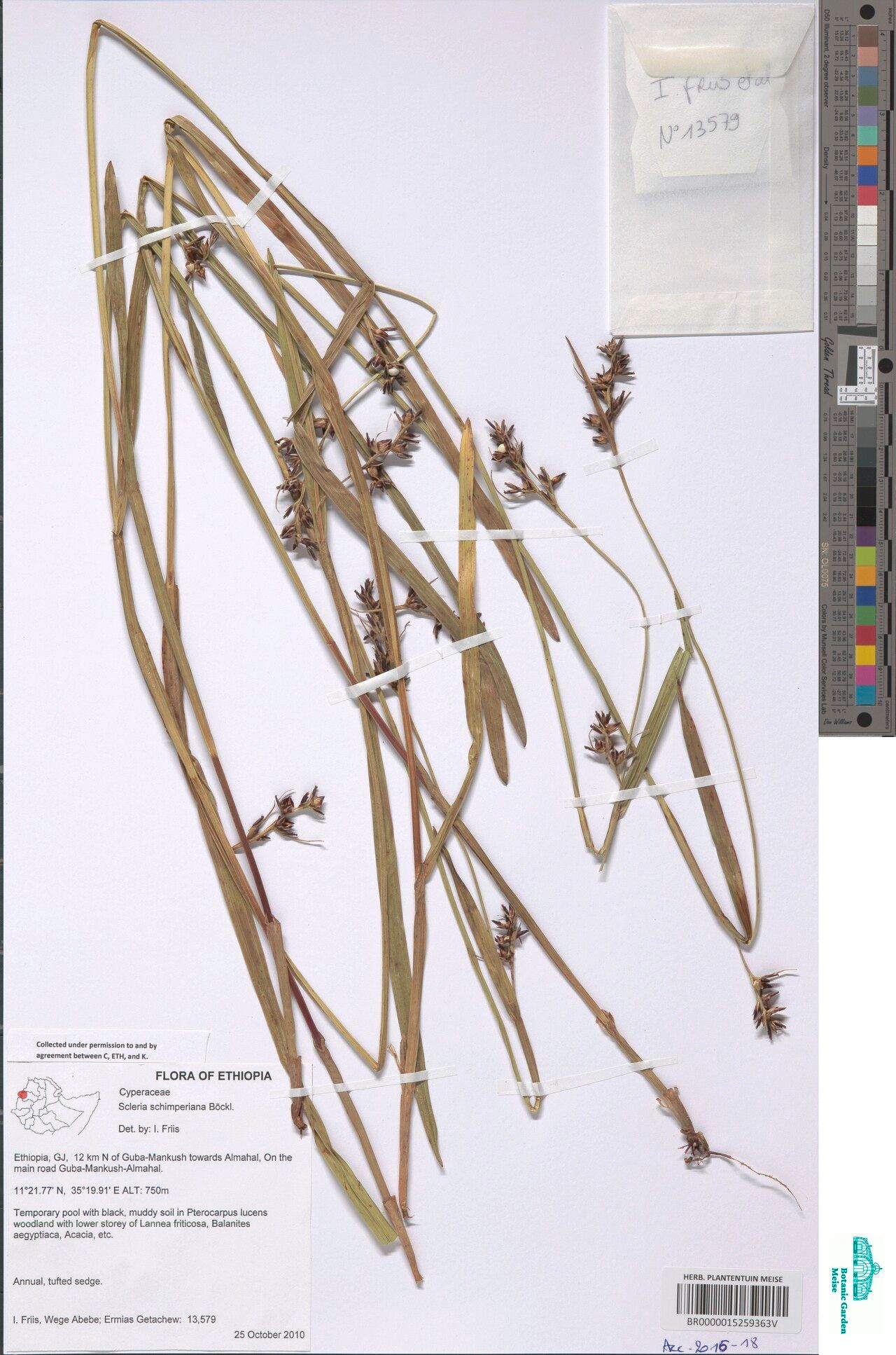 Scleria schimperiana — houseplant care guide