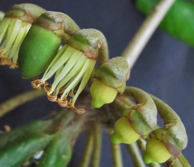 Marcgravia pittieri fruit