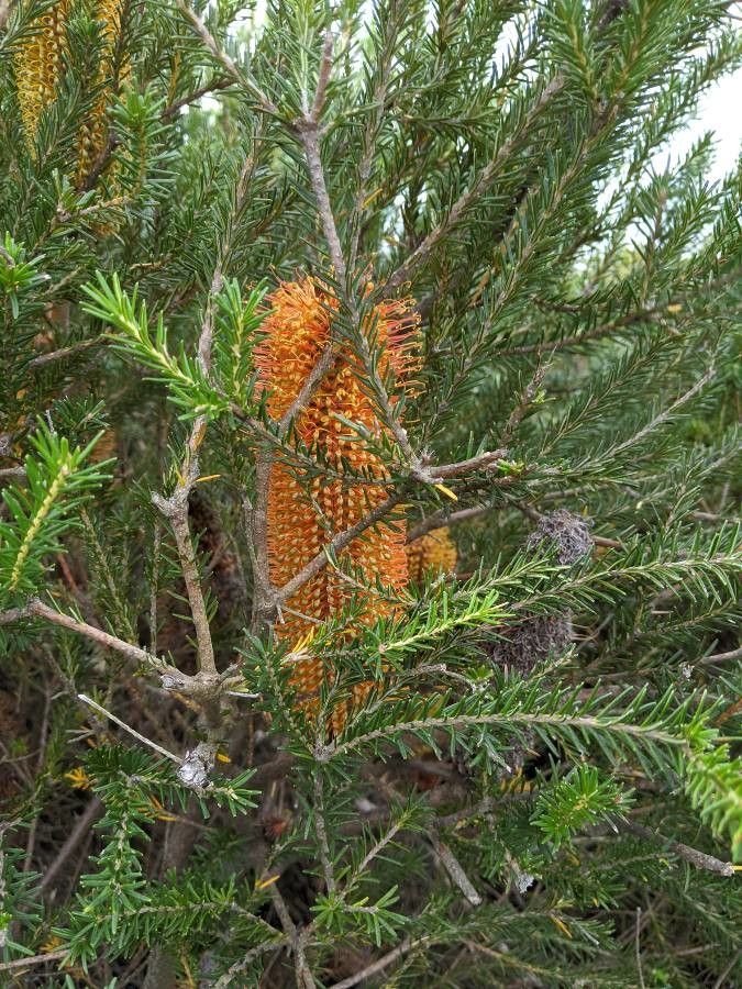 Banksia ericifolia leaf