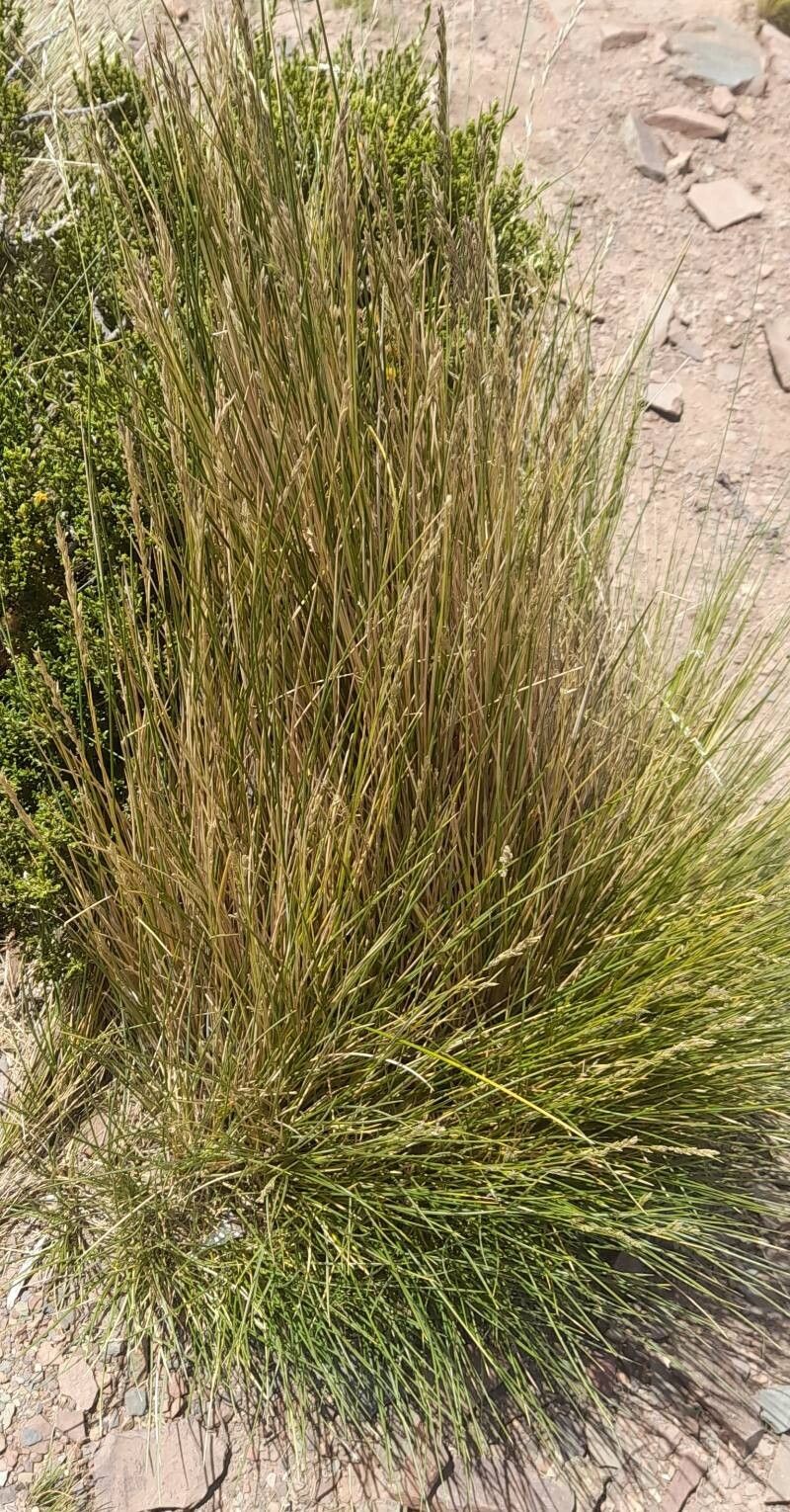 Festuca chrysophylla habit