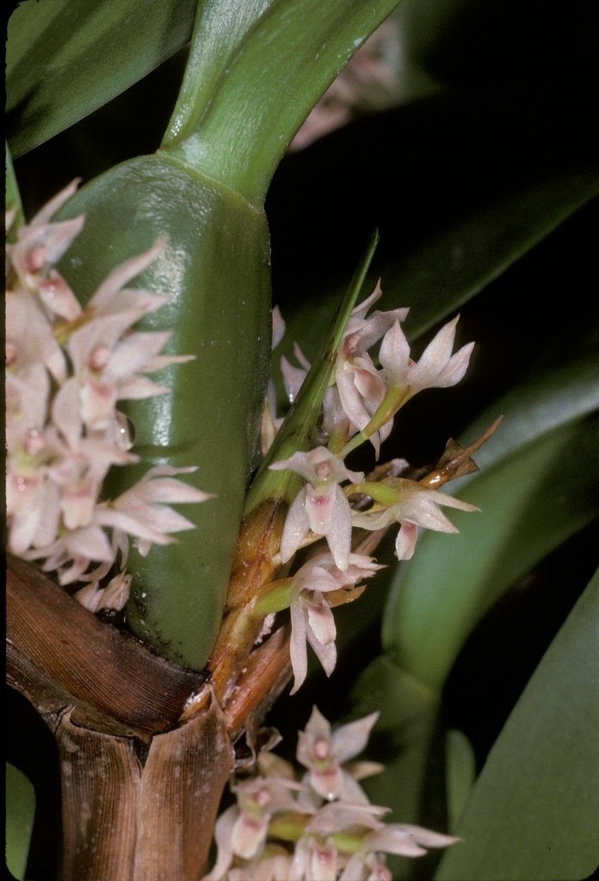 Maxillaria densa flower