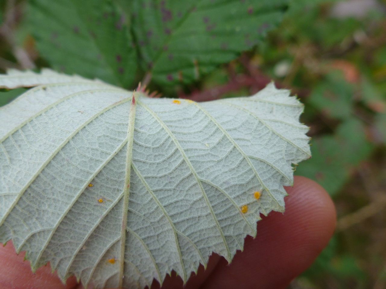 Rubus acutidens leaf