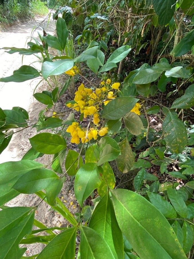 Chamaecrista ensiformis — houseplant care guide