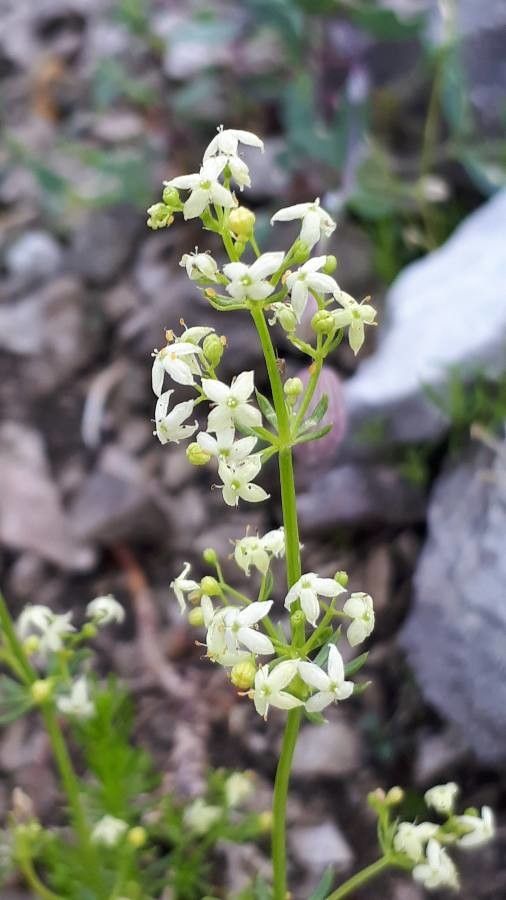 Galium montis-arerae flower