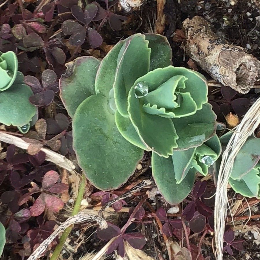 Sedum maximum — houseplant care guide