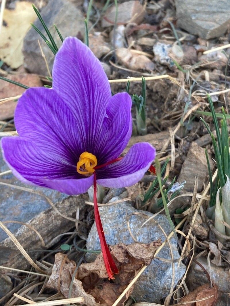 Crocus sativus fruit
