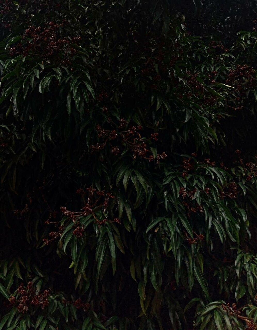 Litchi sinensis — search result for 'Sapindaceae'