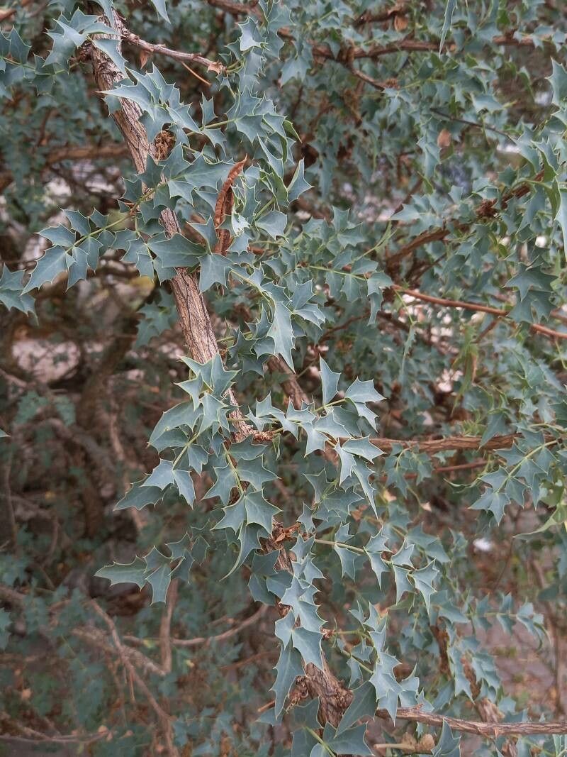 Mahonia fremontii leaf