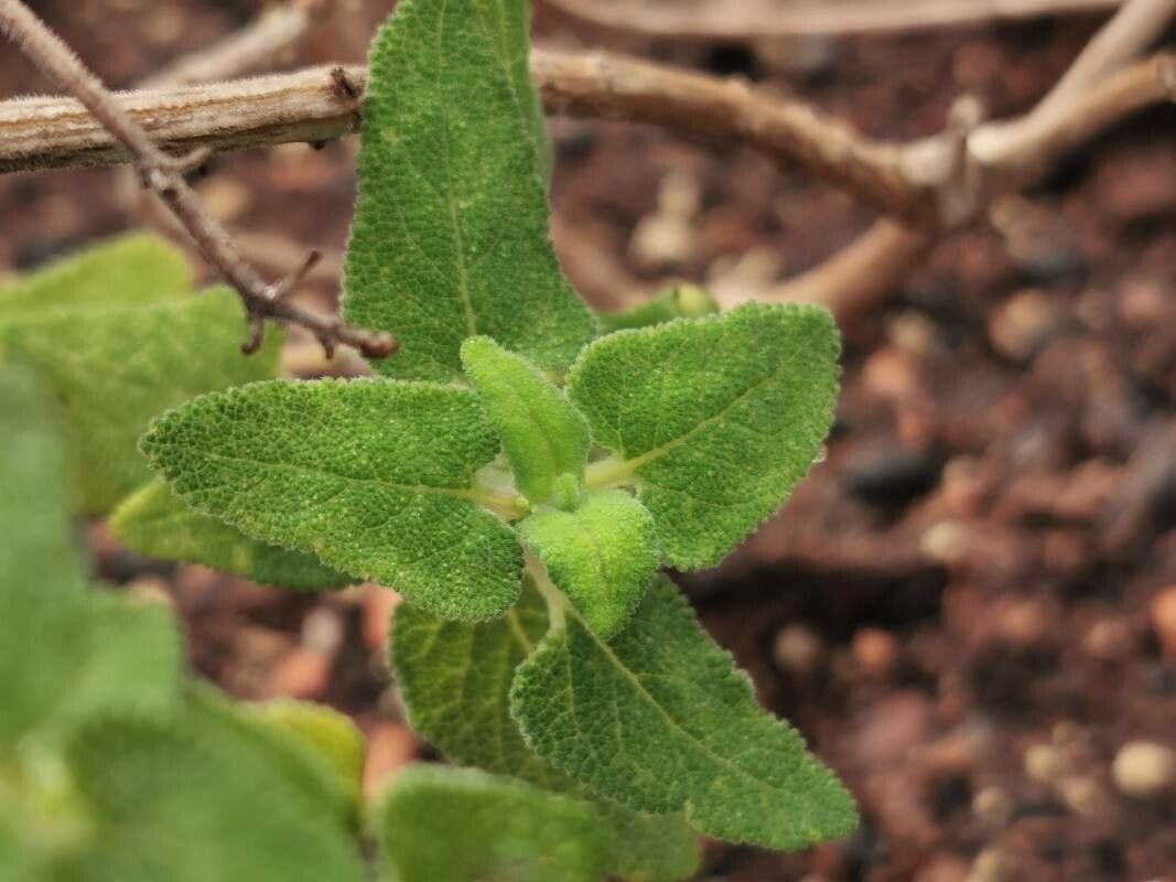 Salvia semiatrata leaf