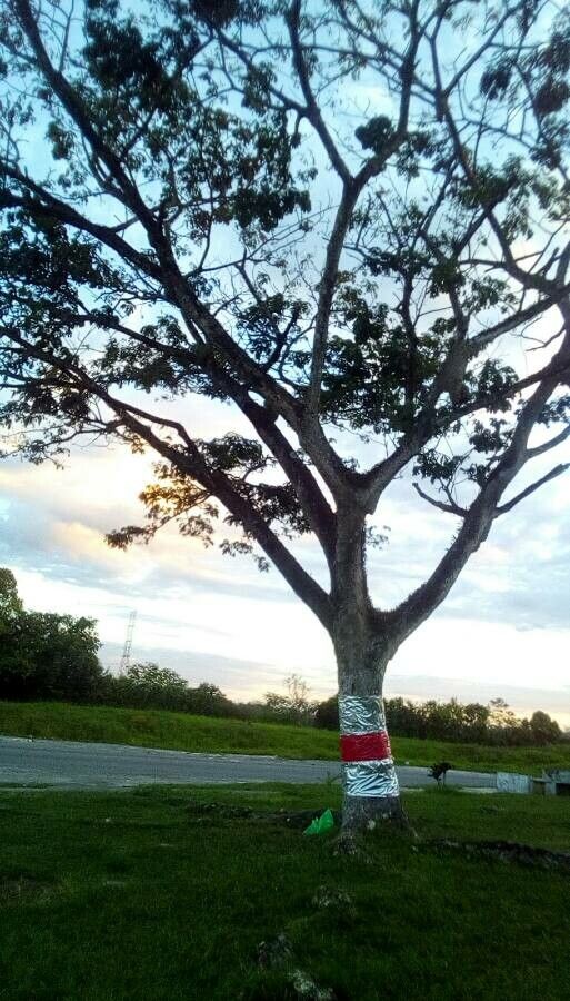 Agathis montana bark