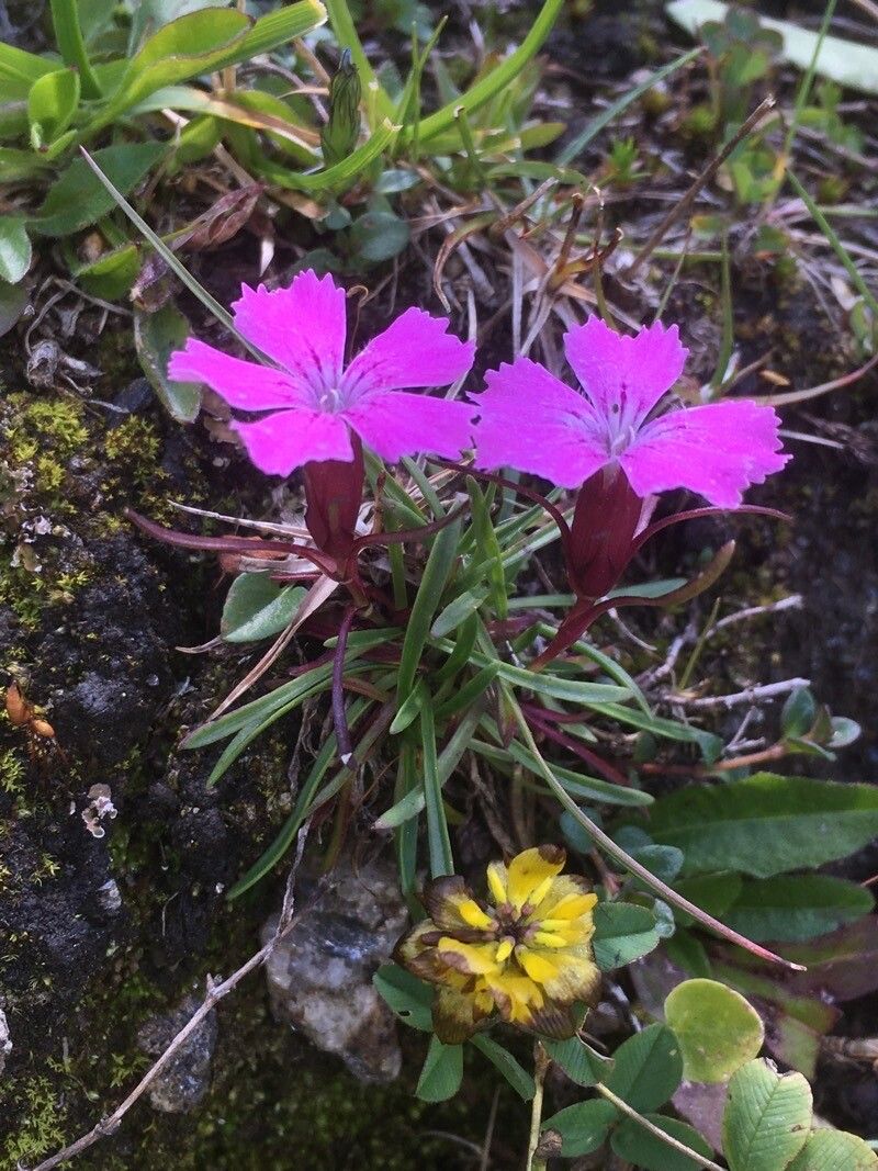 Dianthus glacialis flower