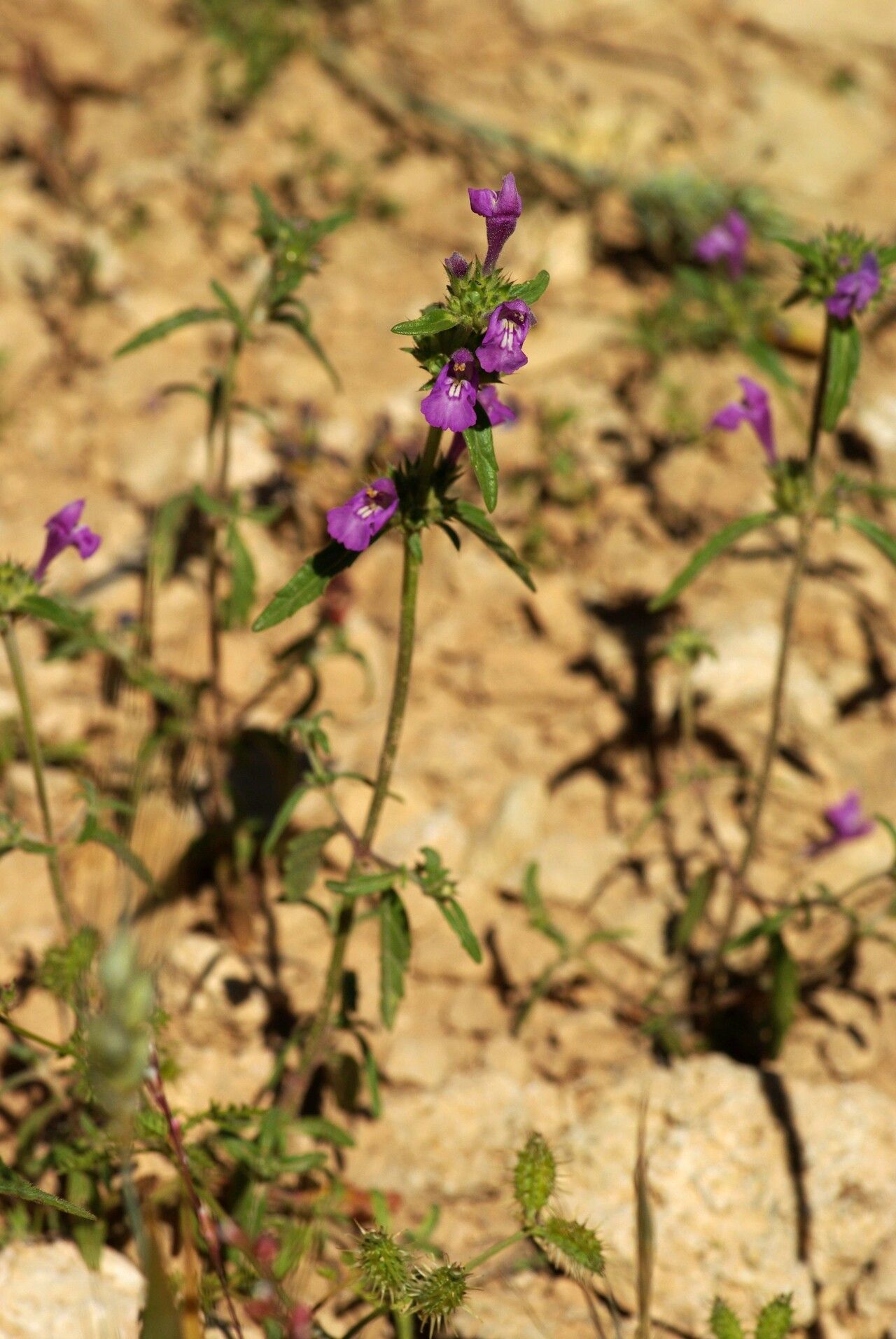 Galeopsis angustifolia flower