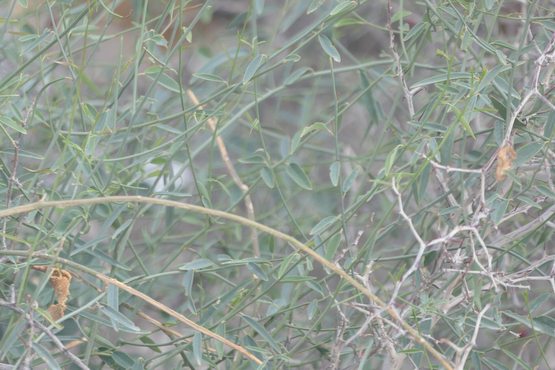 Maerua juncea — search result for 'Maerua'