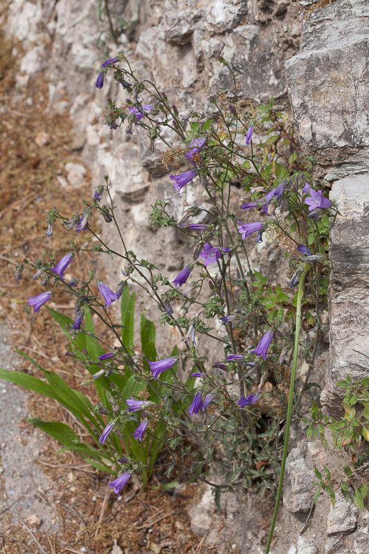 Campanula sibirica leaf