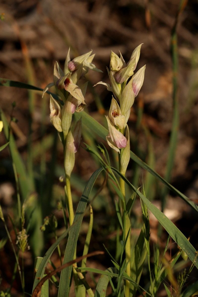 Serapias nurrica habit